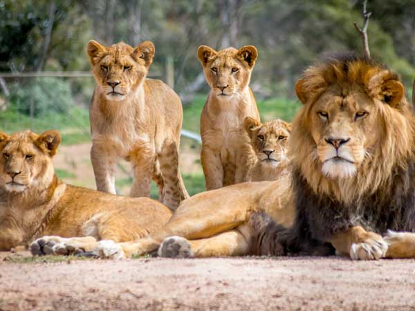 Lion family at the san Diego Safari Park