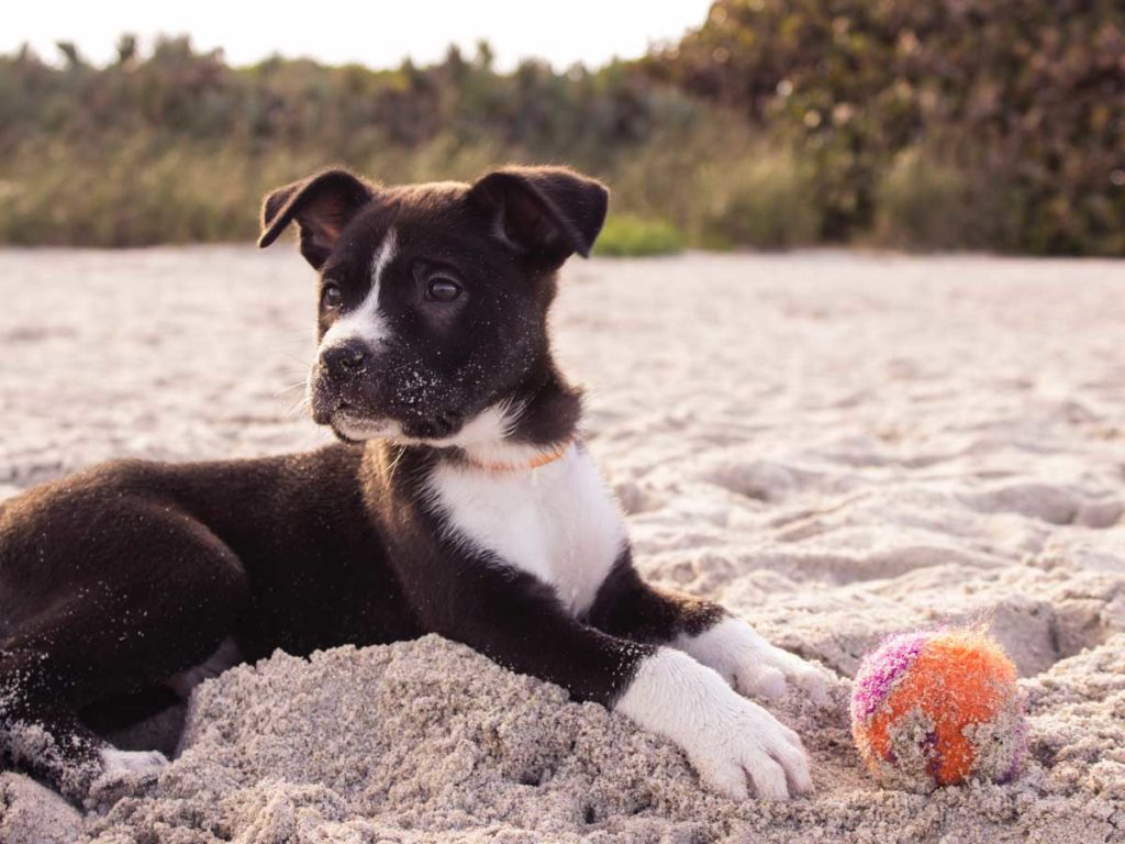 Pet friendly beach hotel in Del Mar CA