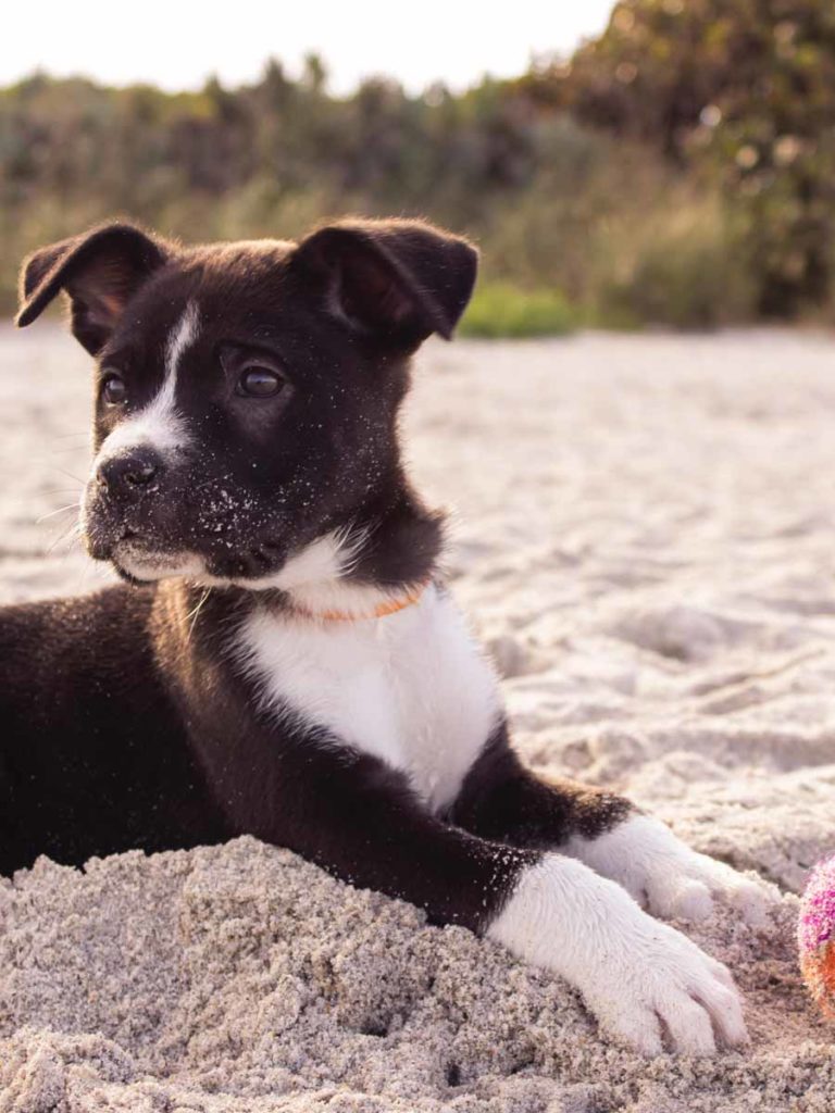 dog on beach in Del Mar, CA