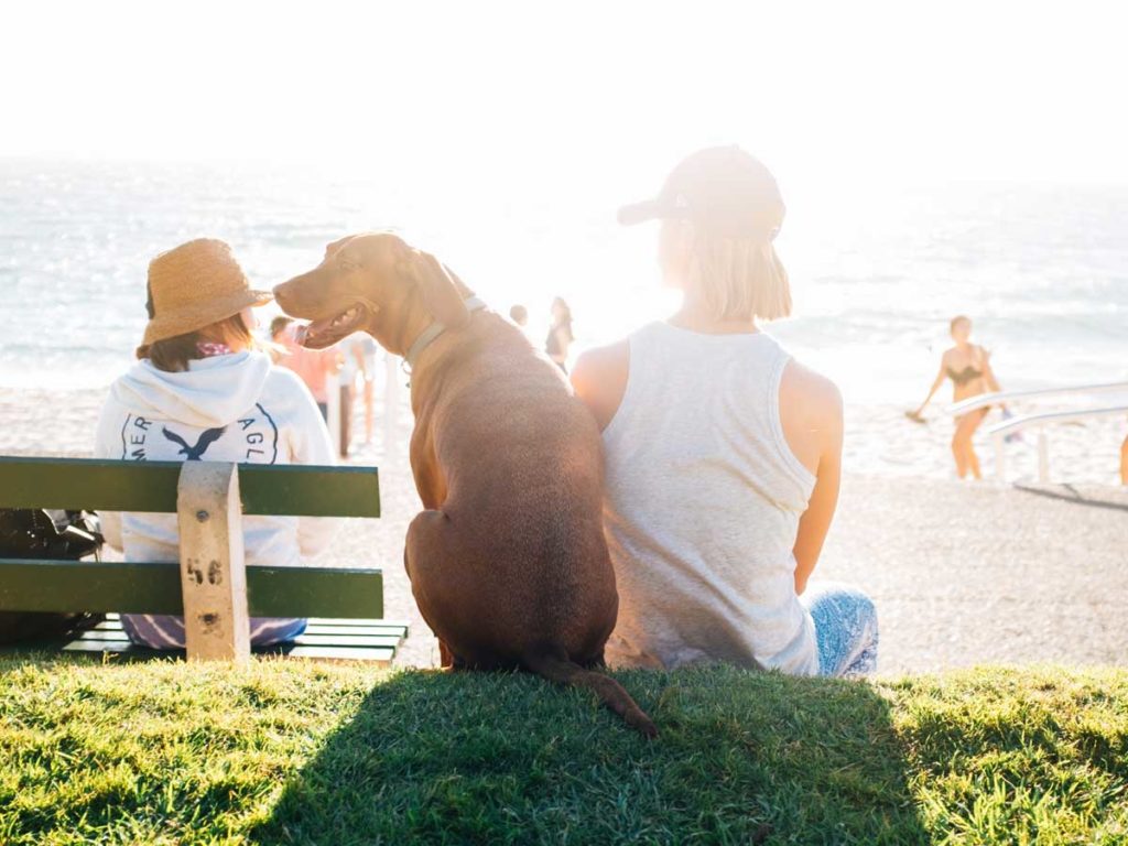 Dog at Del Mar, CA Beach