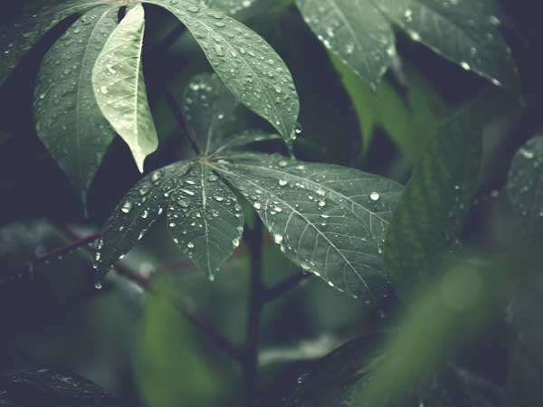 Leaves after rain in Del Mar, CA