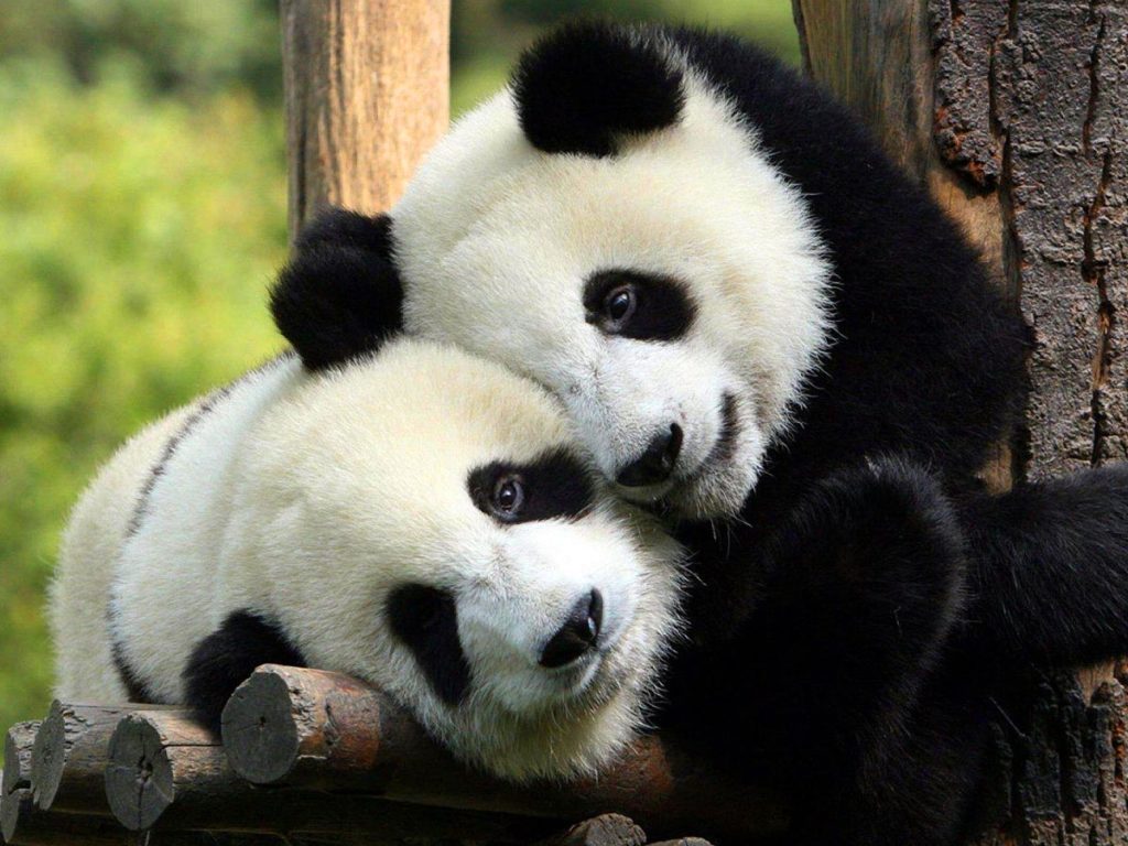 2 Pandas huging